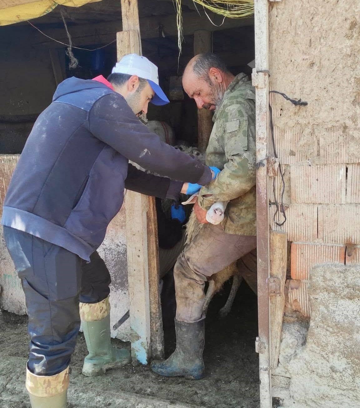 Bolvadin’de küçükbaş hayvanlara yönelik aşılama ve küpeleme çalışması
