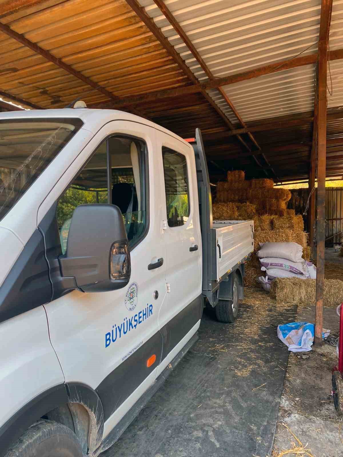 Yangın mağduru üreticiye büyükşehirden yem desteği