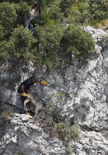 Uçurumda mahsur kalan keçiyi itfaiye kurtardı