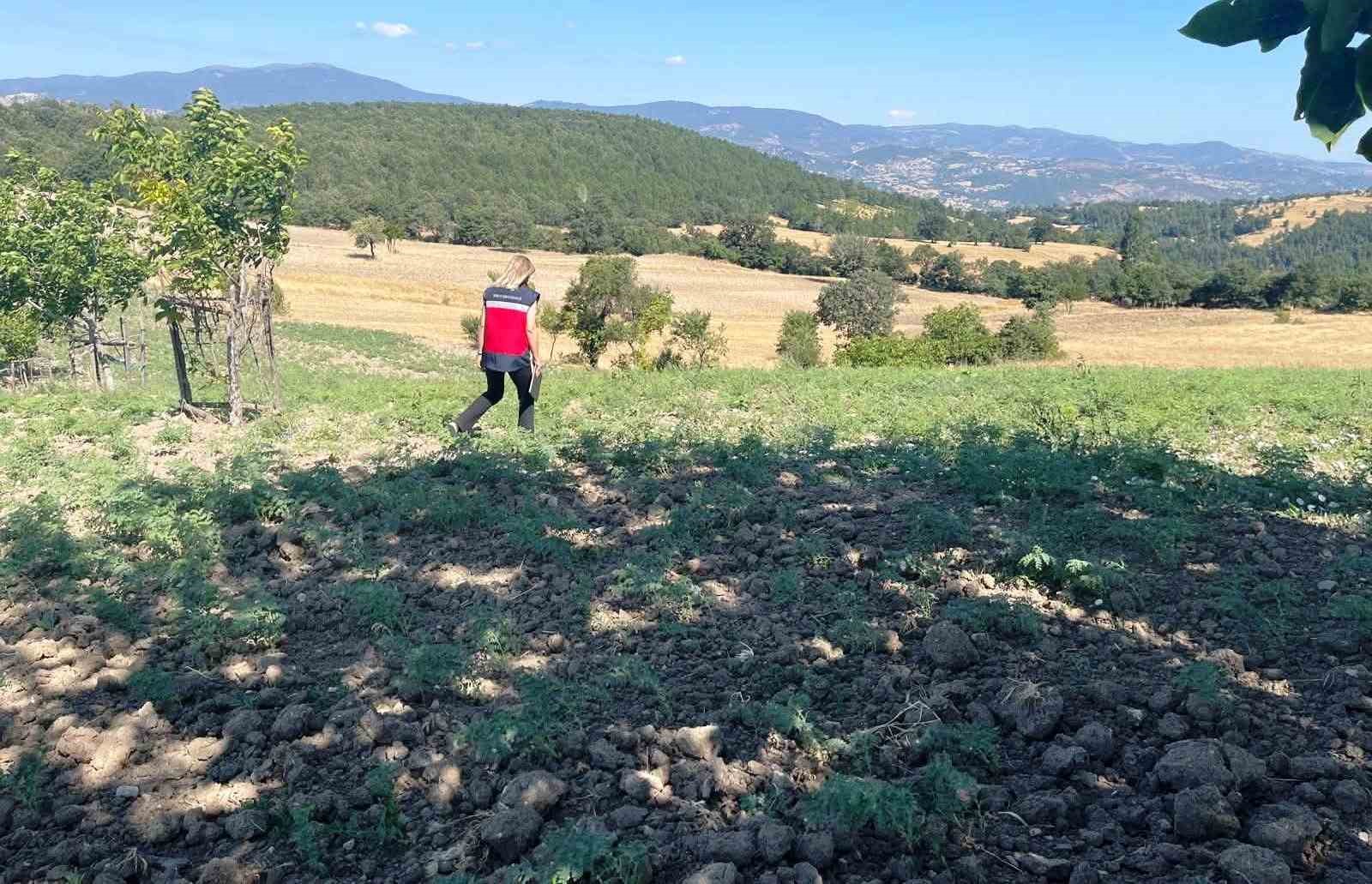 Simav’da TAKE Projesi kapsamındaki nohut üretimi yerinde incelendi