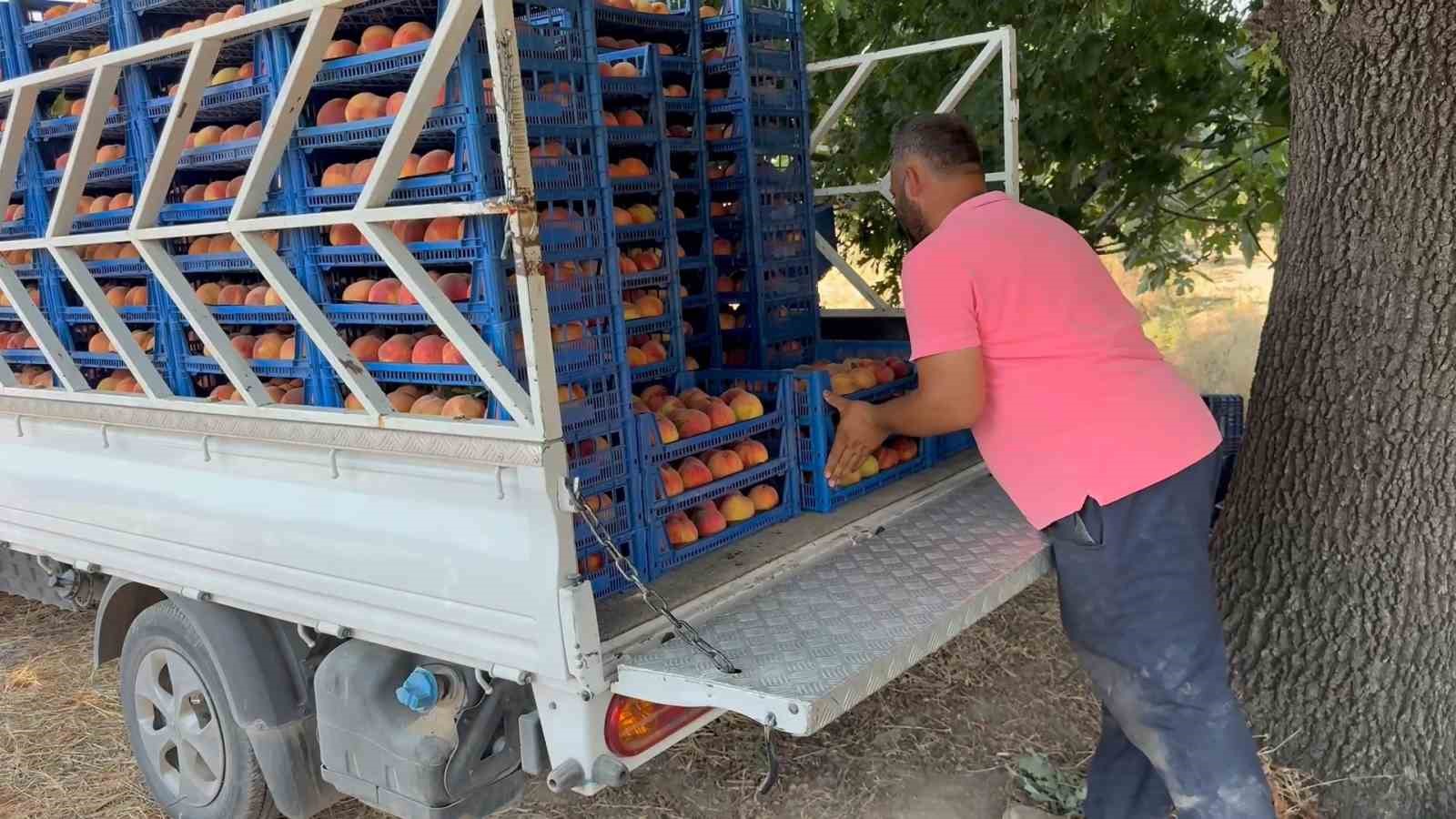 Bursa şeftalisinde hasat başladı
