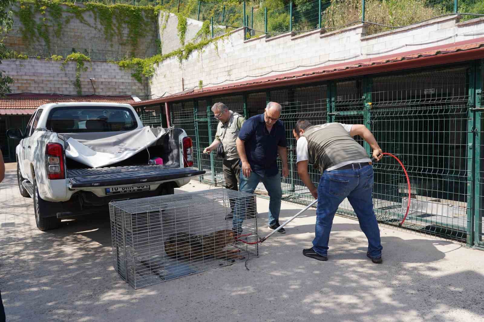 Yaralı halde bulunan çakal tedavi edildi