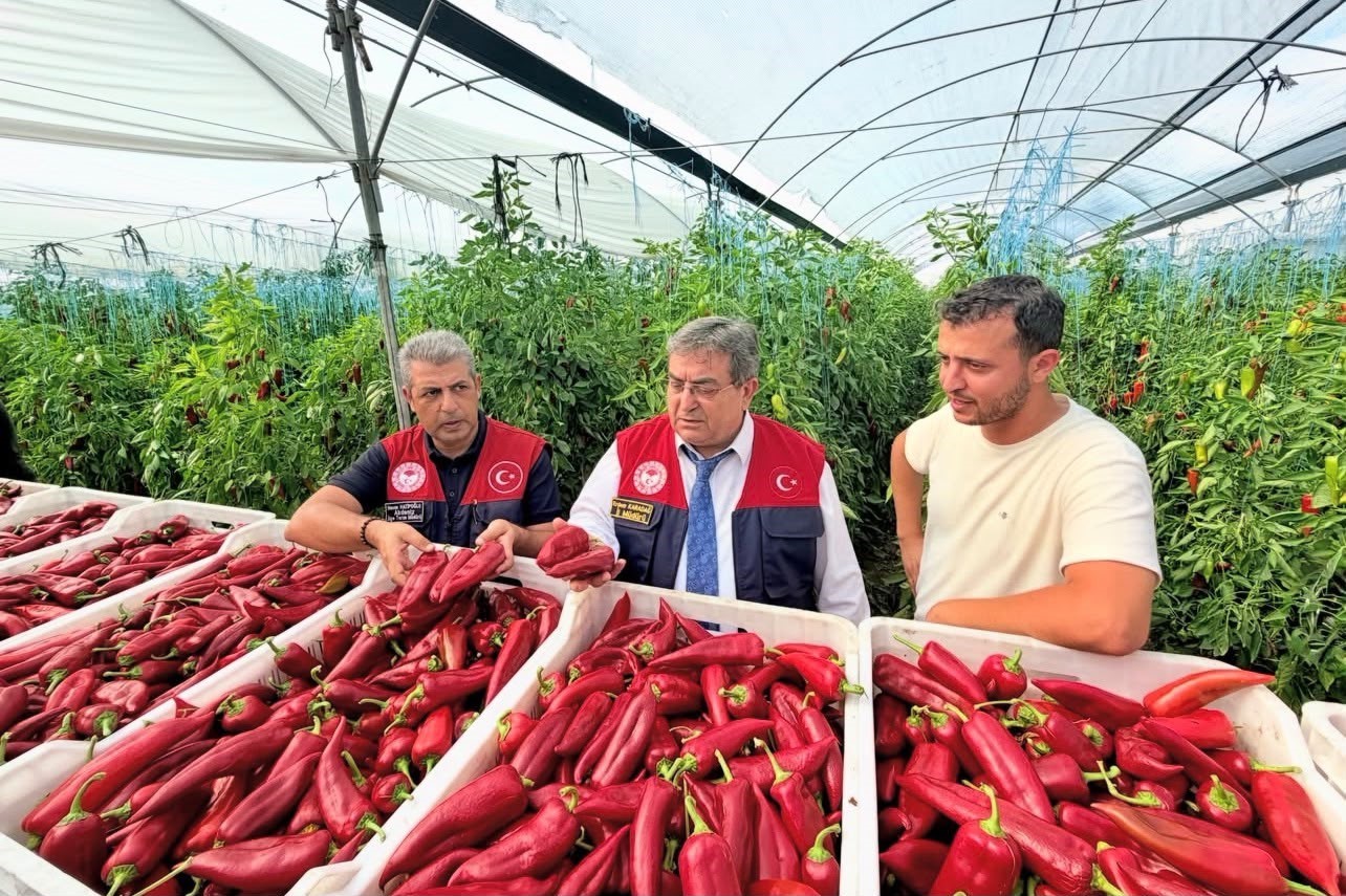 Mersin&rsquo;de kapya biber &uuml;retimi yerinde incelendi