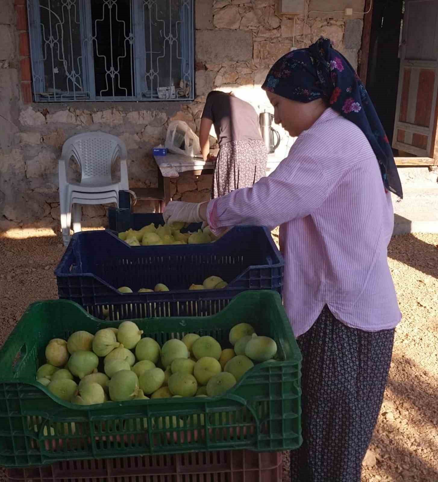 Mersin’de beyaz incirde ’yok yılı’: Rekoltenin 90 bin tondan 30 bin tona düşmesi bekleniyor