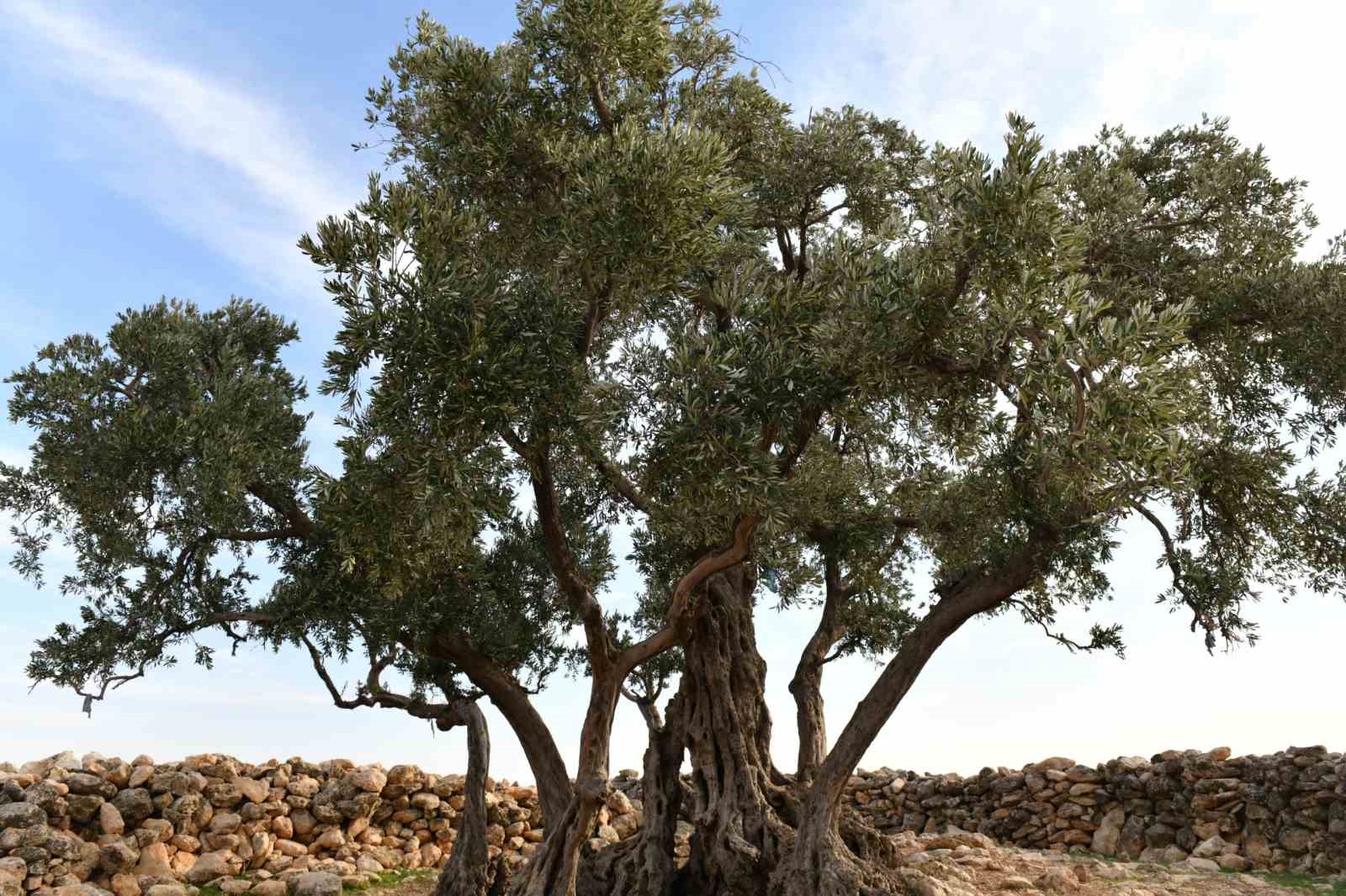 Şanlıurfa’da 1314 yıllık zeytin ağacının çevre düzenlemesi yapılıyor
