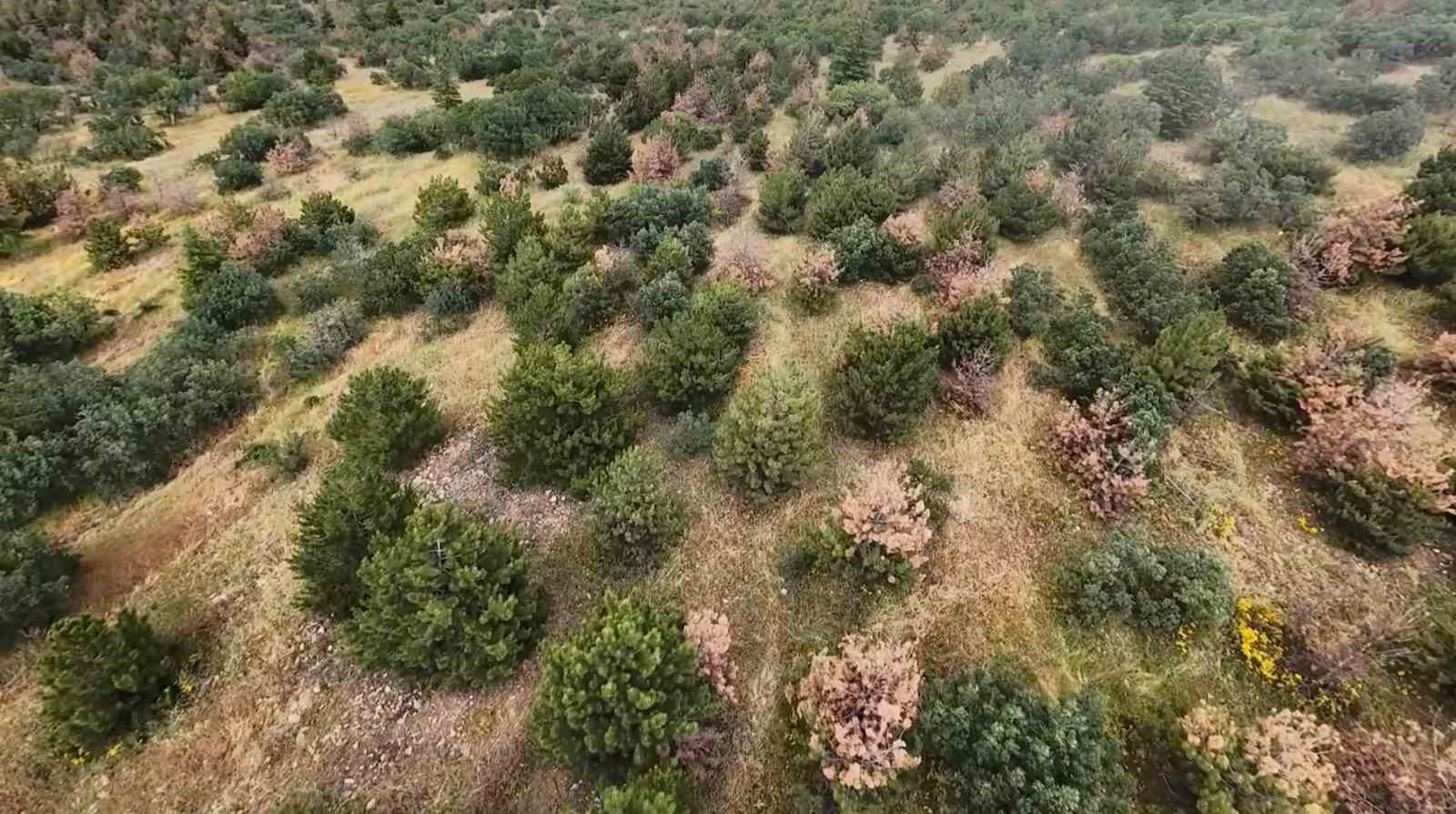 Eskişehir&rsquo;de kaybolan gebe inek dron ile aranıyor