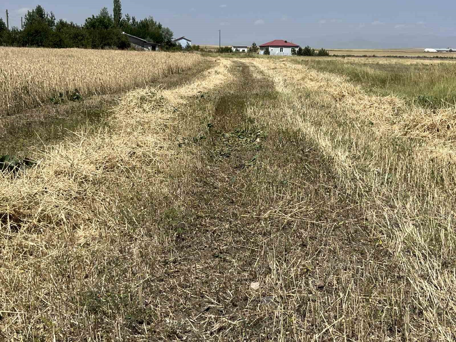Kars’ta arpa ve yulaf hasadı hızlandı: Çiftçiler gün doğmadan tarlaya giriyor