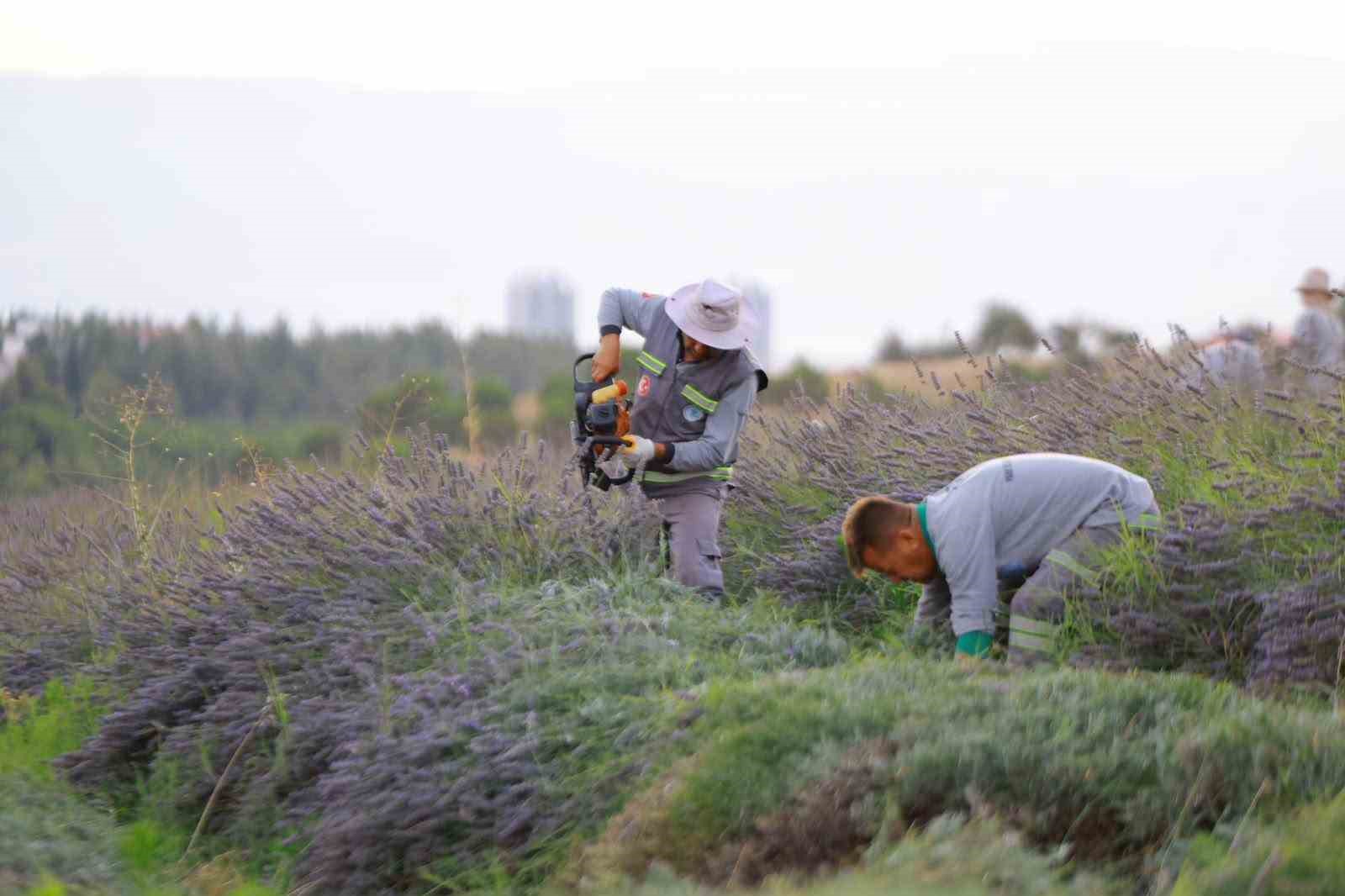 Merkezefendi’nin mor güzelliğinde hasat tamamlandı