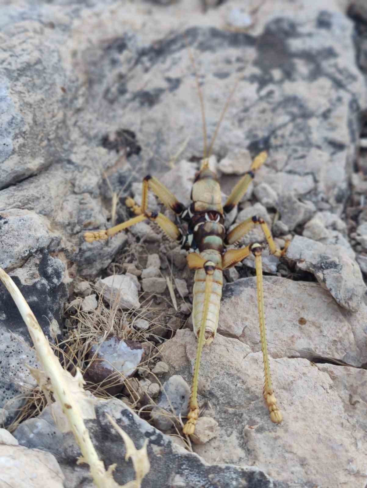 Adıyaman’da 15 santimetrelik çekirge şaşırttı
