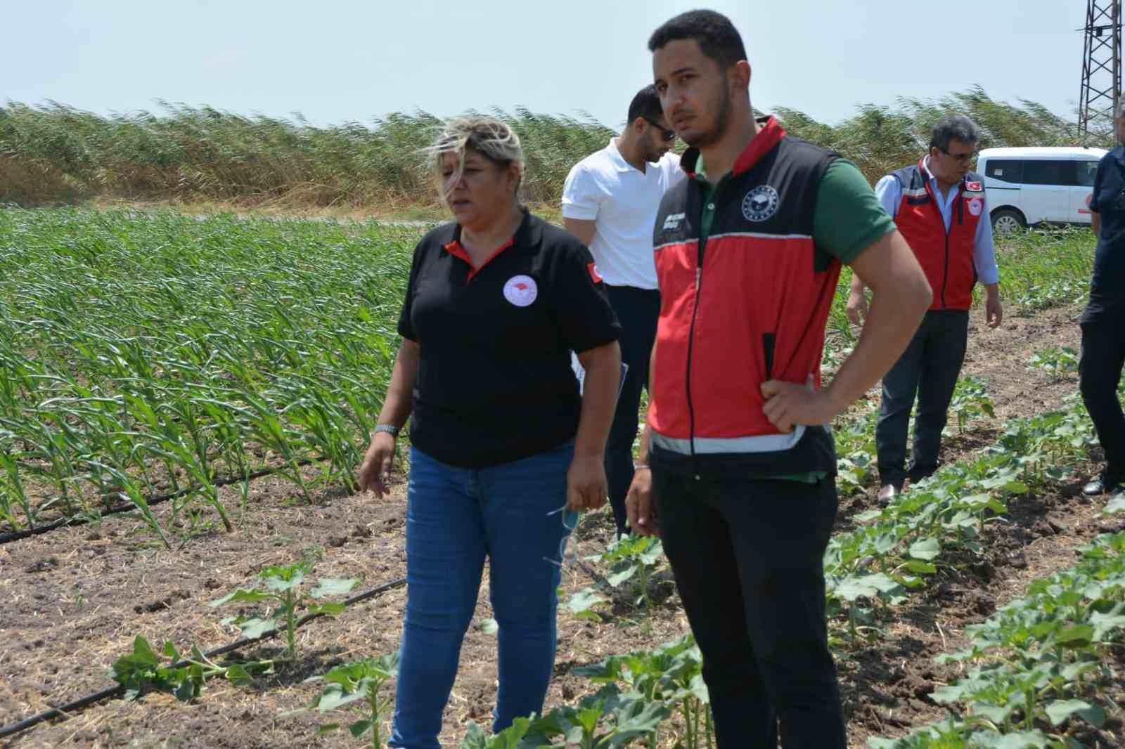 Hatay&rsquo;da pamuk, soya ve ay&ccedil;i&ccedil;eği &uuml;retim alanları kontrol edildi