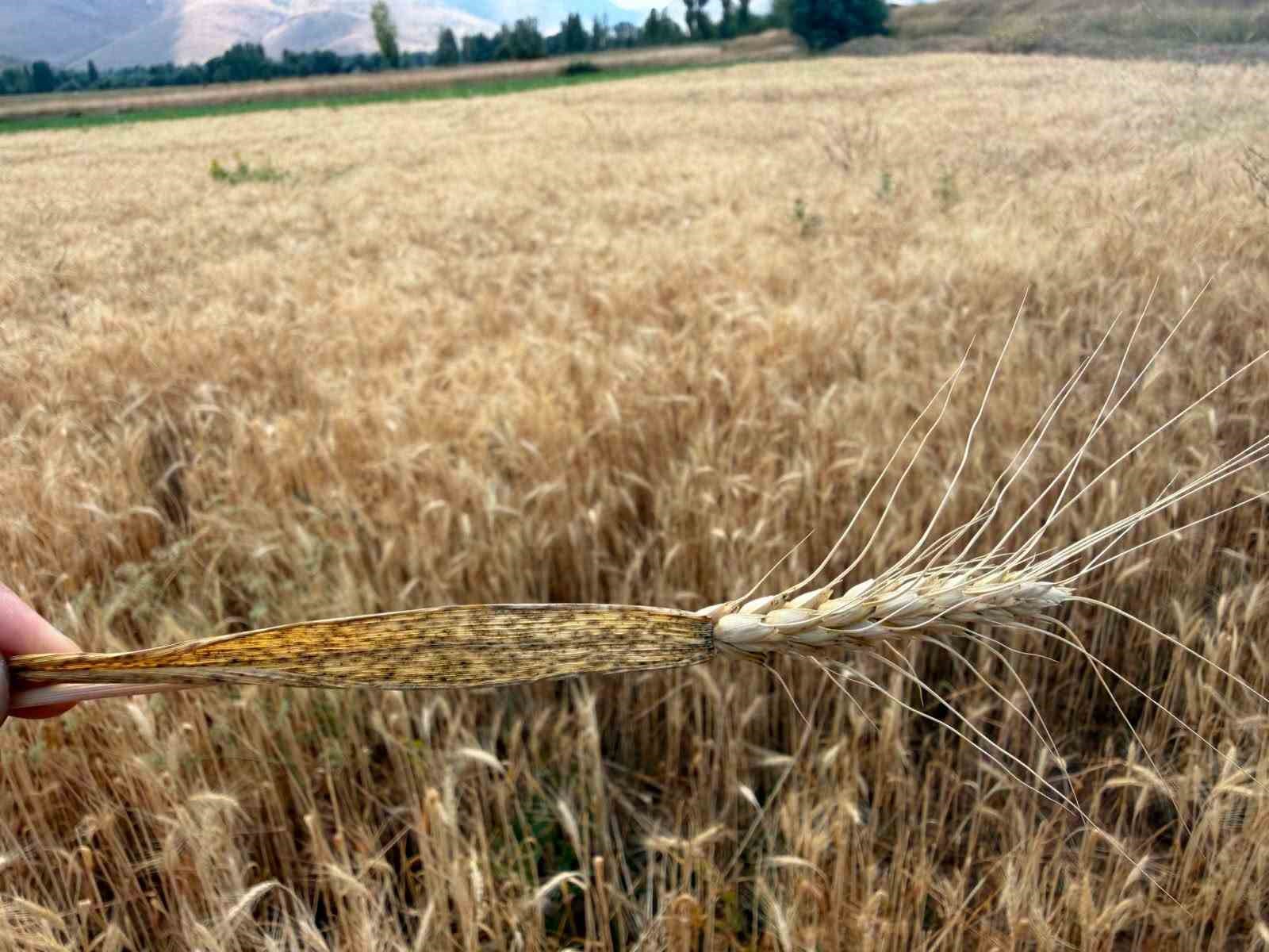 Bayburt’ta hububat tarlalarında sarı pas hastalığı kontrolü yapıldı