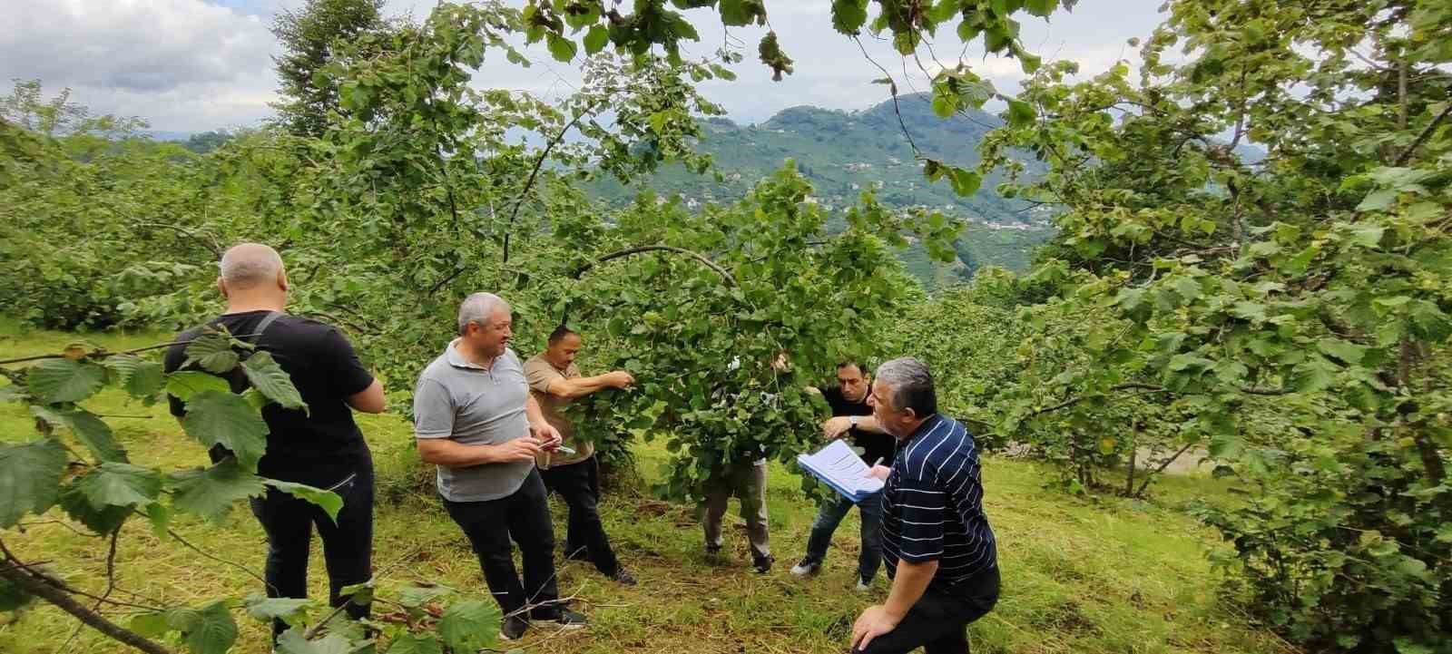 Trabzon’da Fındıkta rekolte tespiti çalışmaları başladı