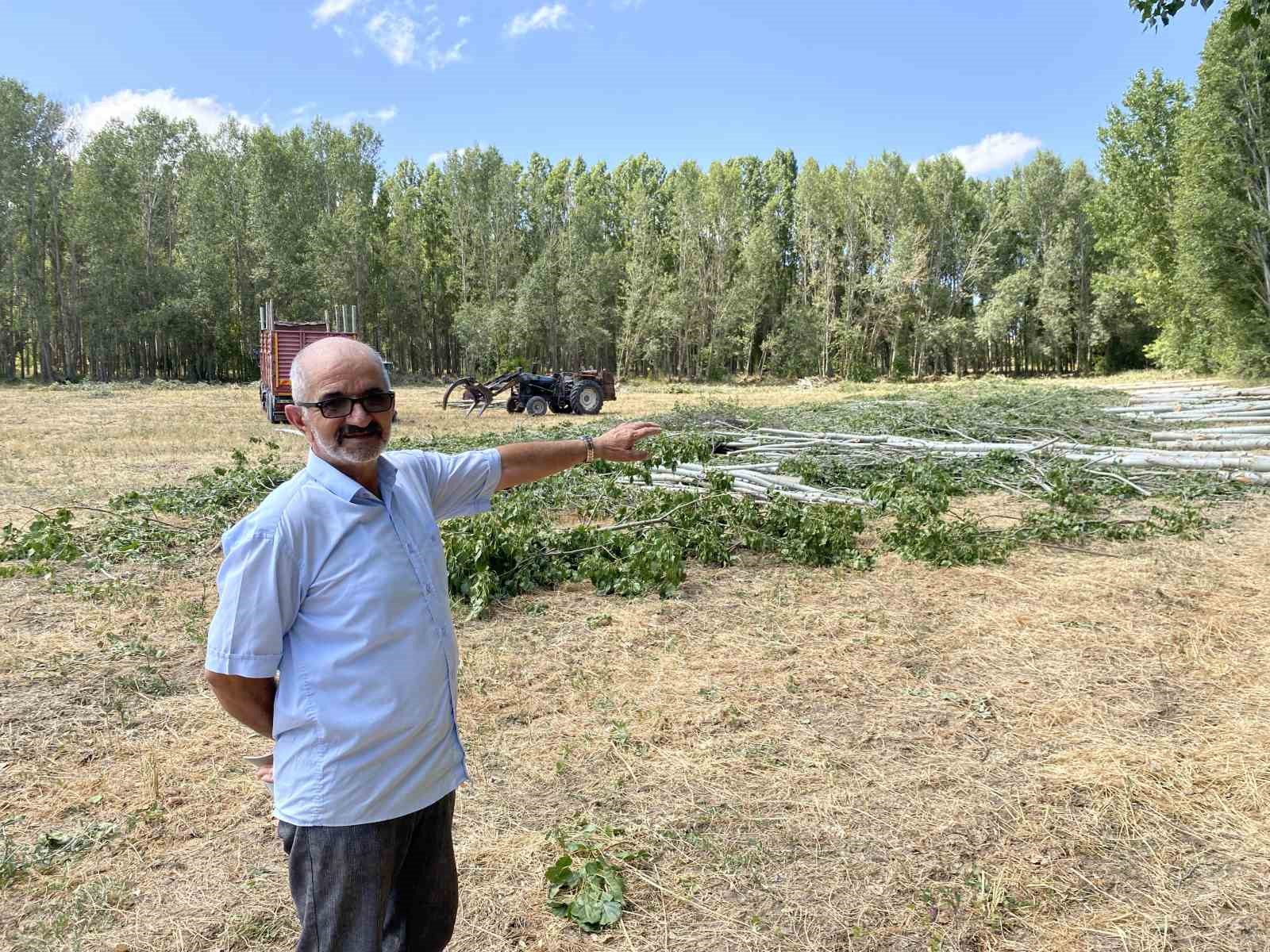 Gelin kavağından inşaat kerestesine: Anadolu’nun 30 yıllık birikim ağacı kavak