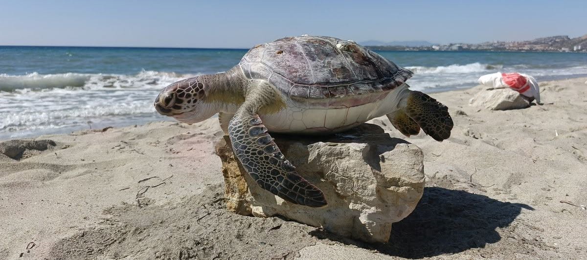Kuşadası K&ouml;rfezi&rsquo;nde 4 deniz kaplumbağası &ouml;l&uuml; bulundu