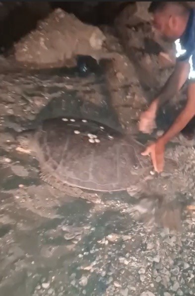 Yolunu şaşıran caretta carettayı kucağına alıp denize kavuşturdu