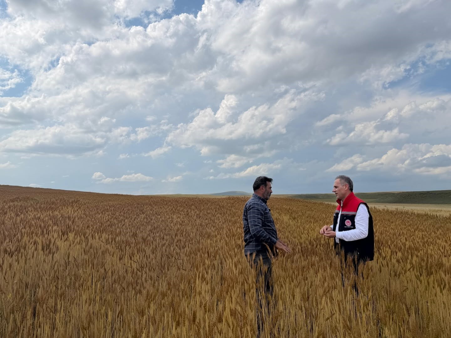 Kars’ta taner buğdayı umut veriyor