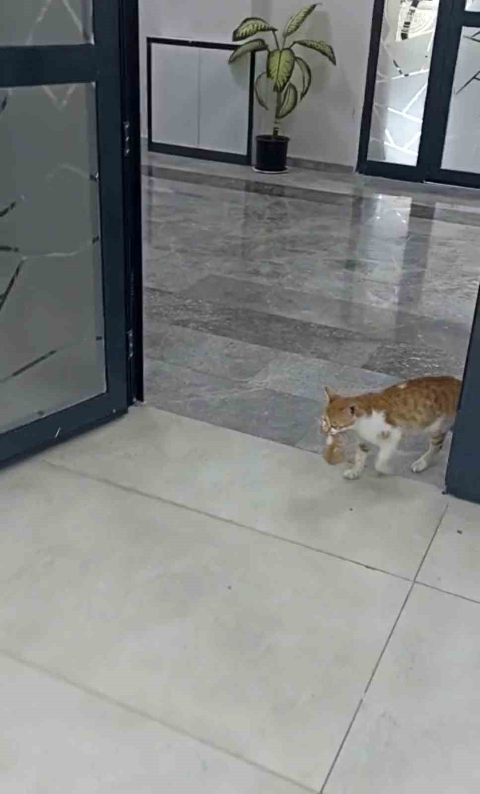 Anne kedi yavrularıyla Sosyal Yardımlaşma Vakfı’na sığındı