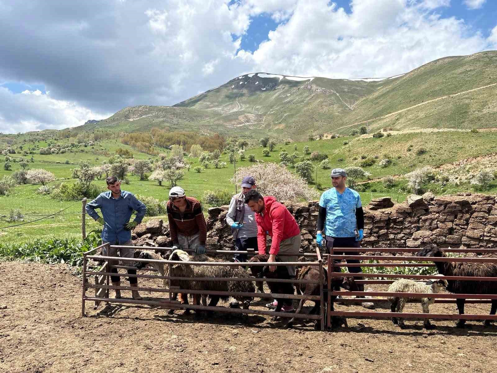 Bayburt’ta küçükbaş hayvanlara yönelik kimliklendirme ve aşılama çalışmaları sürüyor