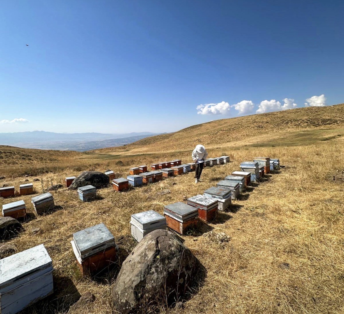 Bingöl’de arıcılara destekleme ve hastalık denetimi