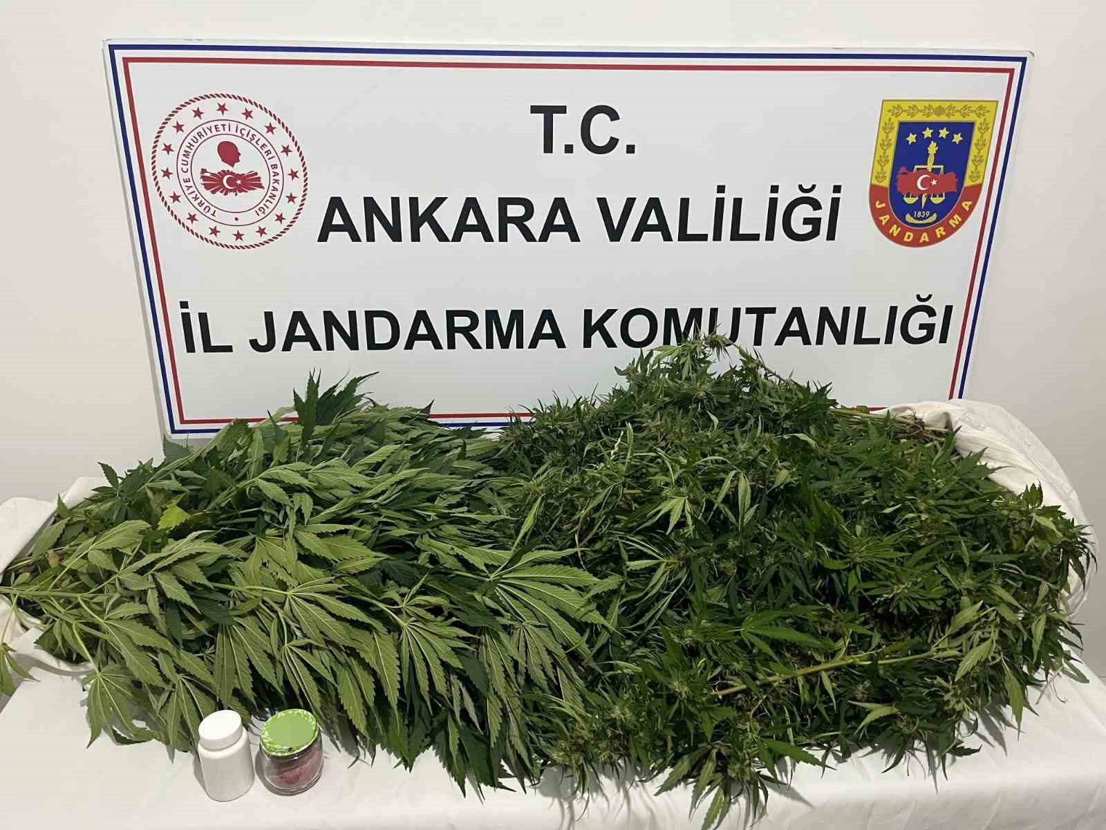 Ankara’daki narkotik operasyonunda 150 kök kenevir ele geçirildi