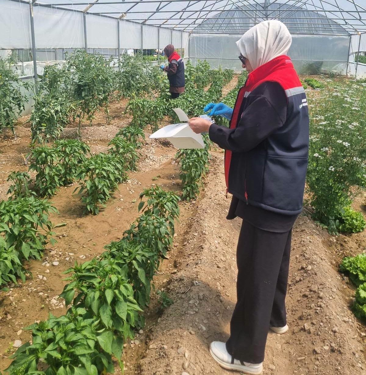 Bayburt’ta domates güvesine karşı mücadele sürüyor