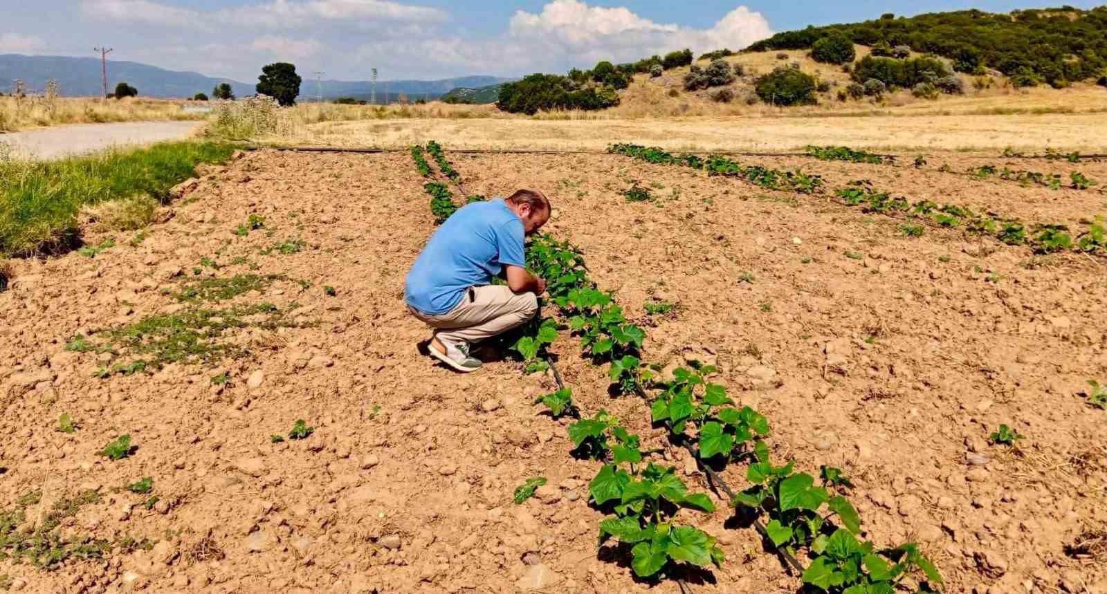 Başmakçı’da sebze ekili alanlar kontrol edidldi