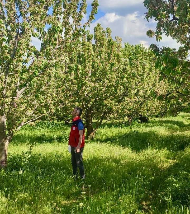Kirazda rekoltenin arttırılması için kontroller sürüyor