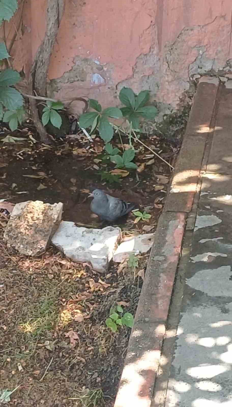 Bingöl’de sıcaktan bunalan güvercin su birikintisinde serinledi
