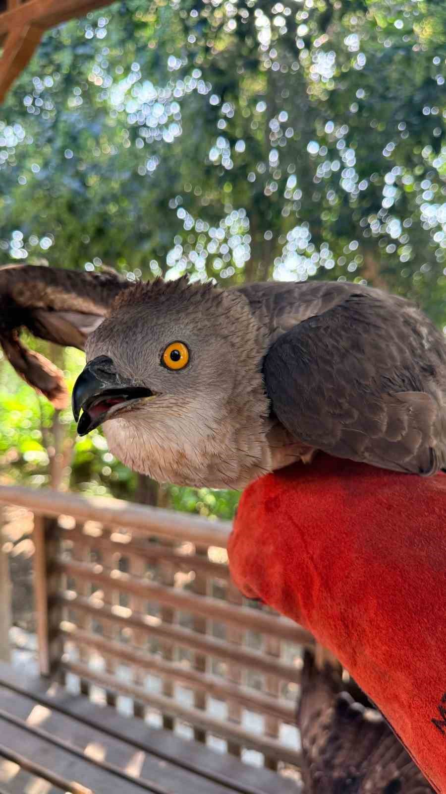 Hatay’da 7 arı şahini avlayan şahsa ceza yağdı
