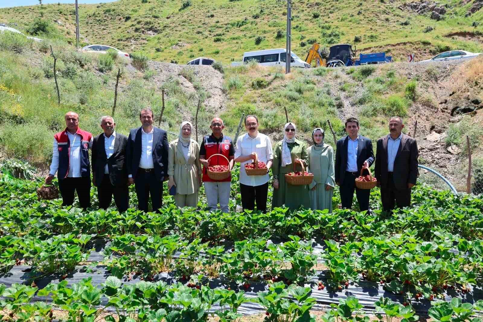 Siirt’te çilek hasadı