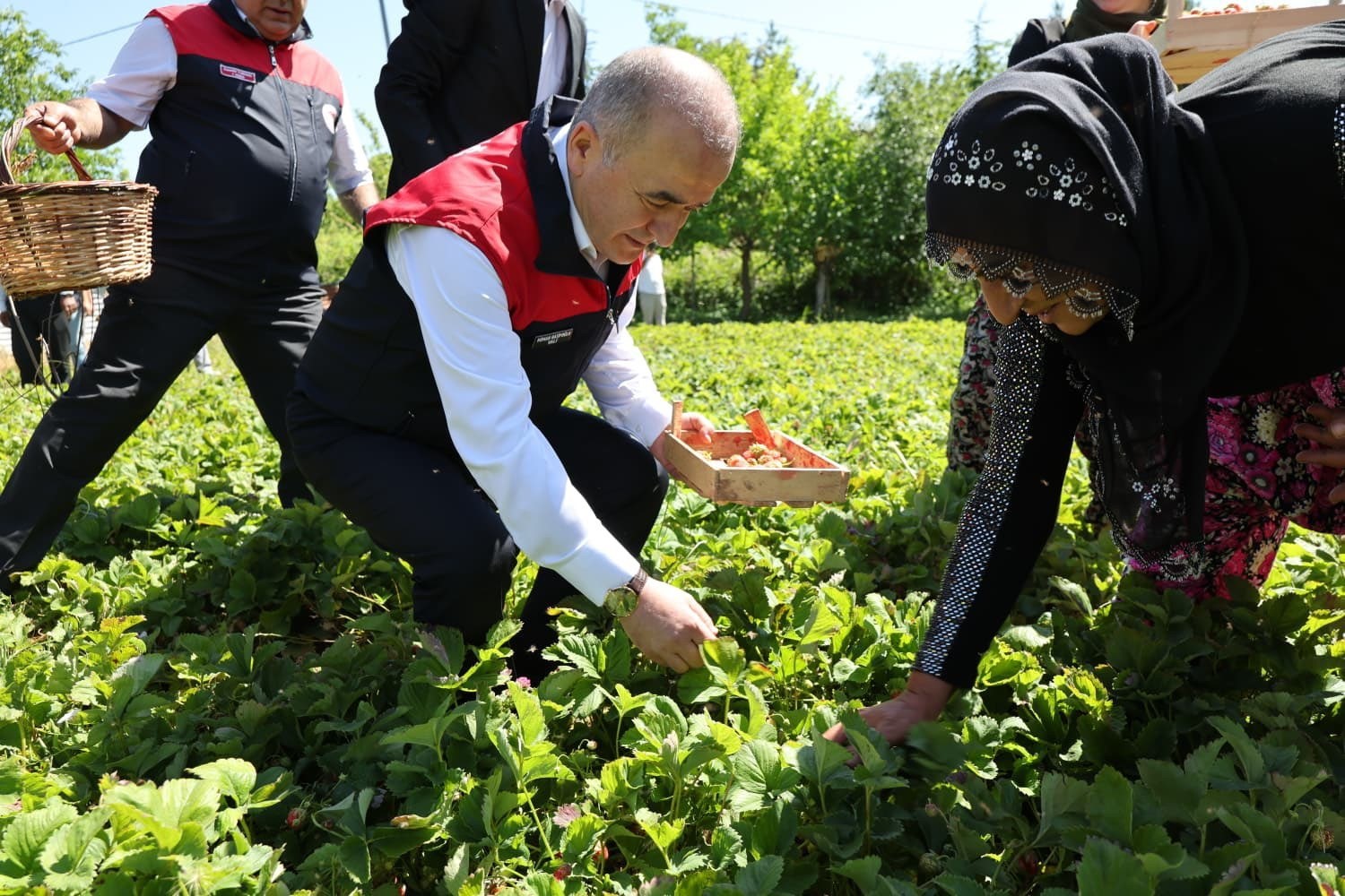 Vali Hatipoğlu, çilek hasadı yaptı