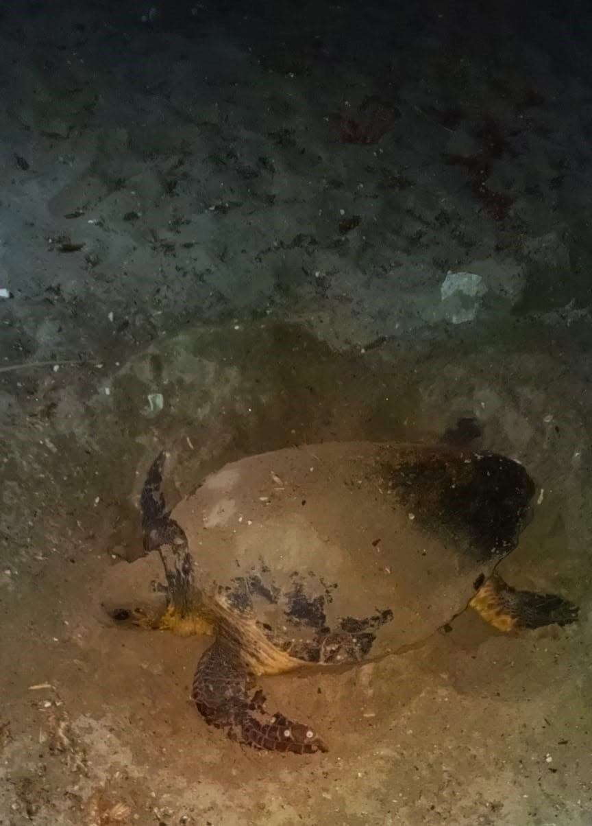 Didim&rsquo;de ikinci caretta yuvası koruma altına alındı