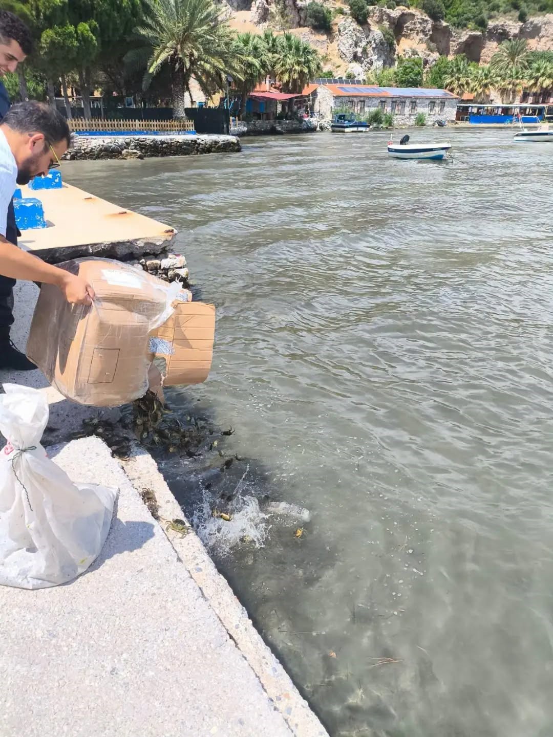 Aydın’da 60 kilo canlı yengeç ele geçirildi