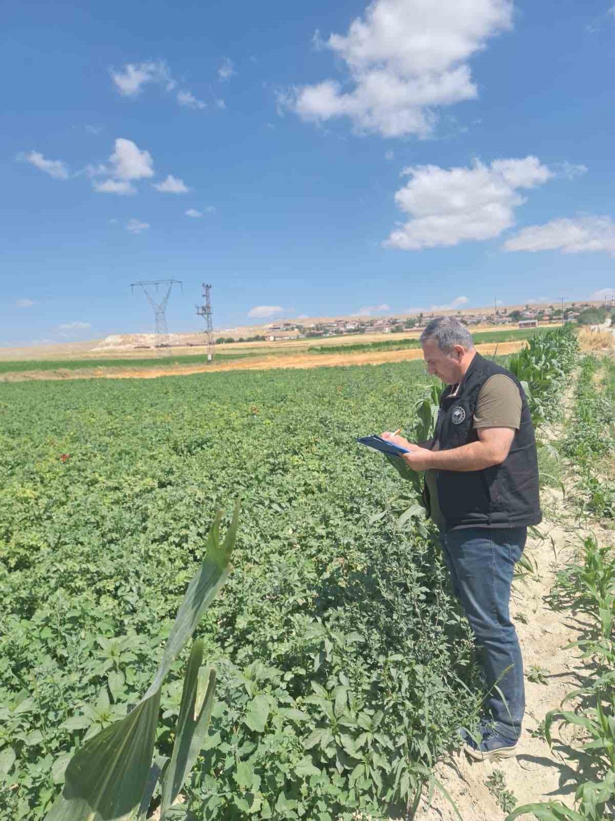 Şuhut&rsquo;ta patates &uuml;retim alanlarında saha kontrolleri s&uuml;r&uuml;yor