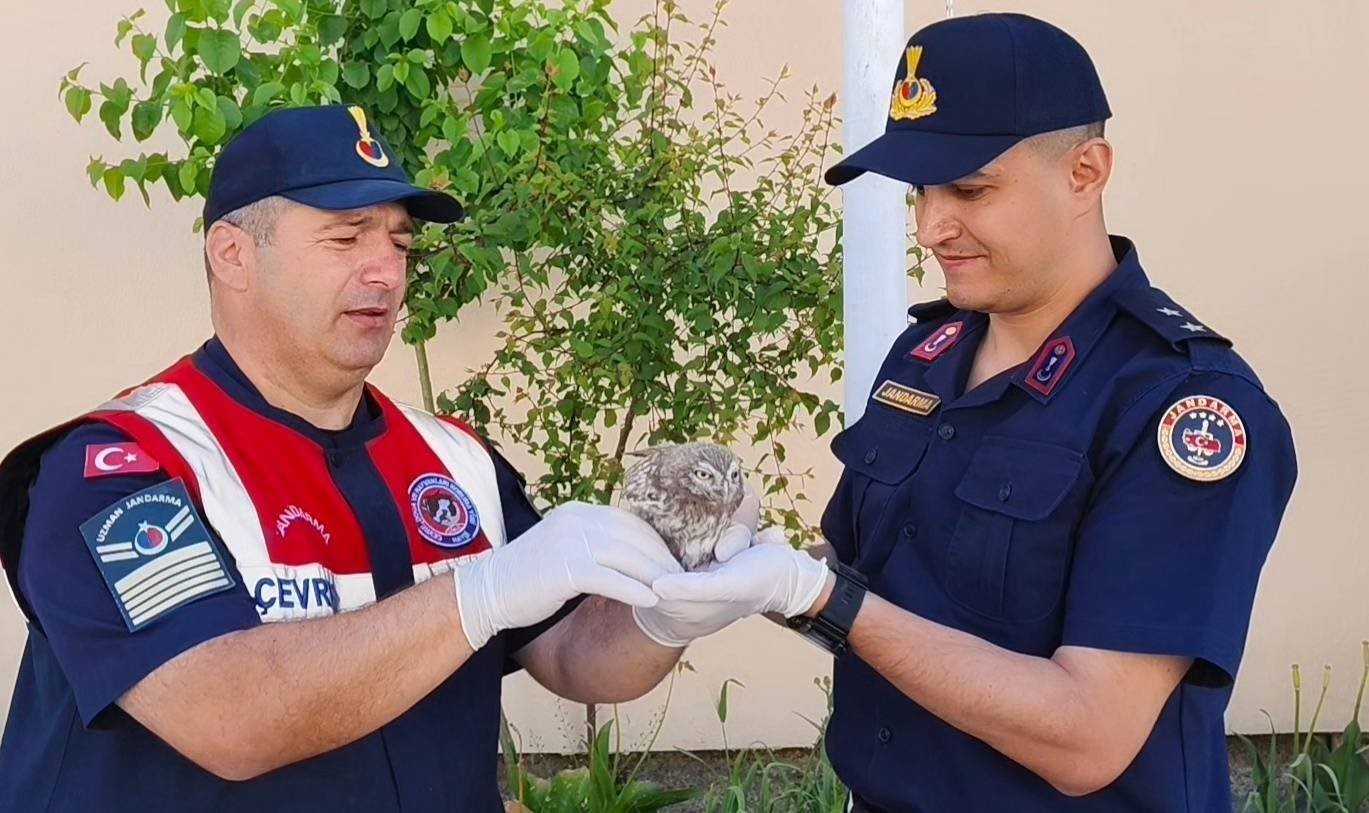 Yozgat’ta yavru baykuşa Jandarma ekipleri şefkat eli uzattı