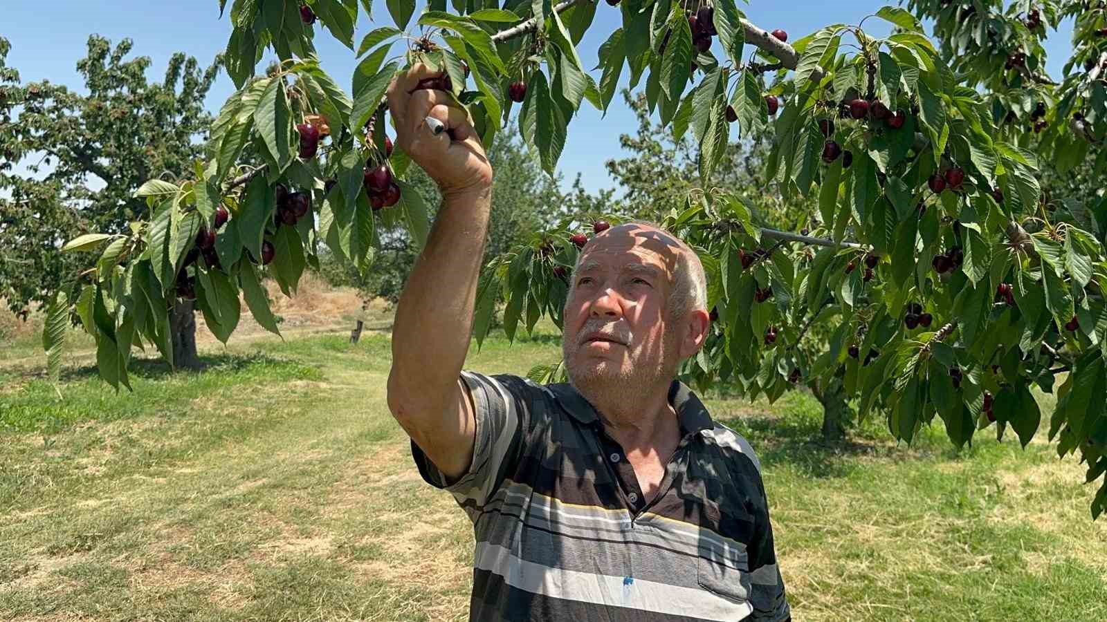 Geçen yıl don vuran bahçelerde üzüm salkımı gibi kiraz yetişti