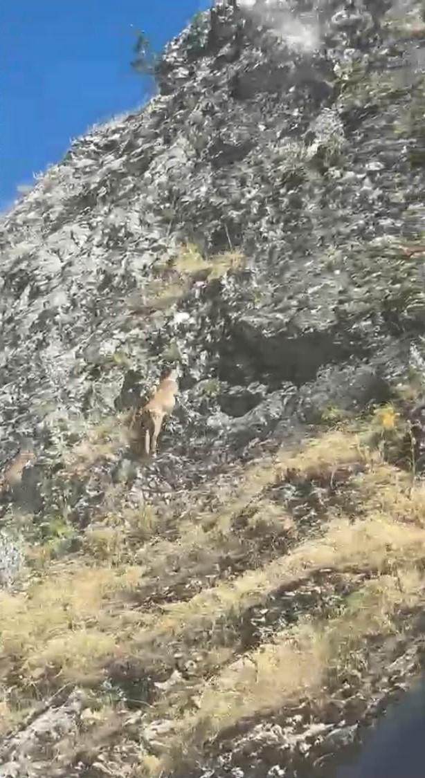 Malatya’da yaban keçileri karayolunda görüntülendi