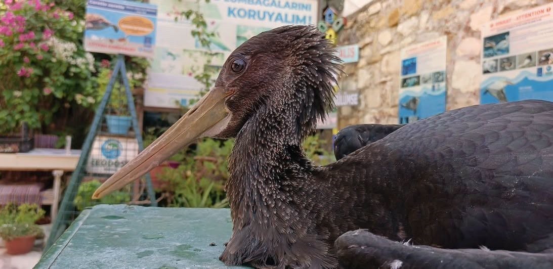 Vicdanı yaralı karaleyleği hayata bağladı