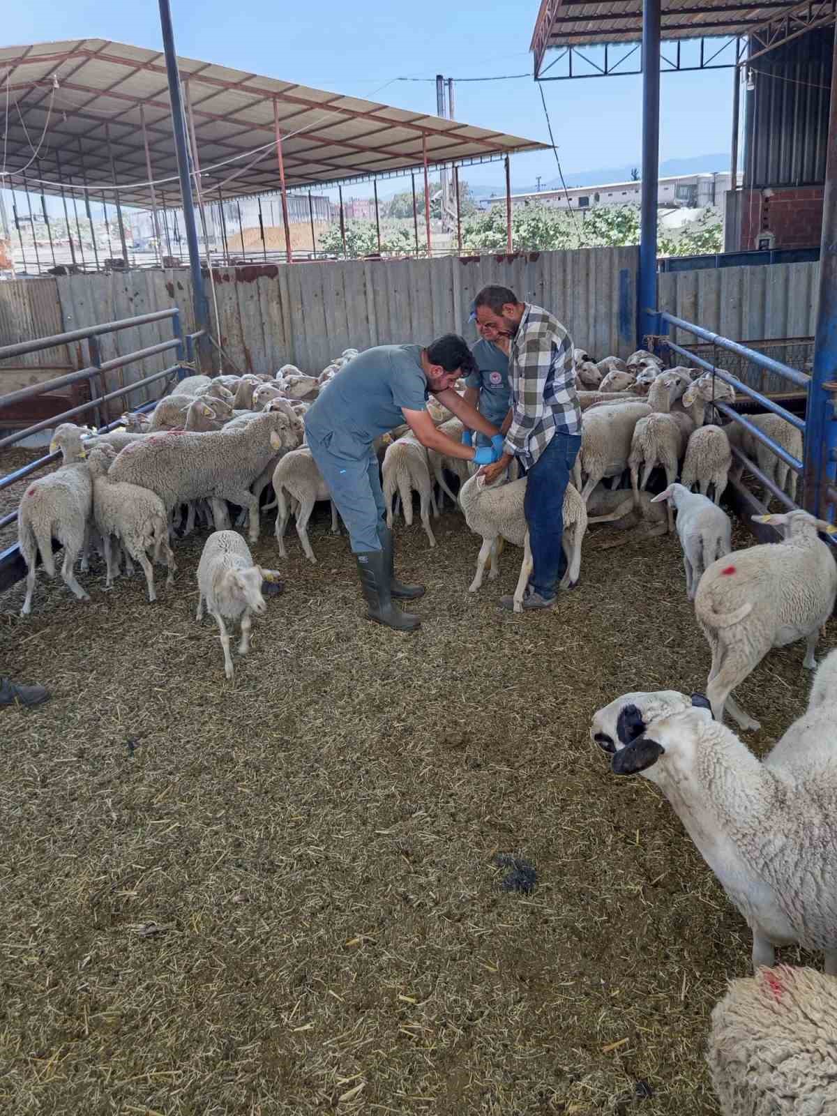 Köşk’te küçükbaş hayvanlar kayıt altına alınıyor
