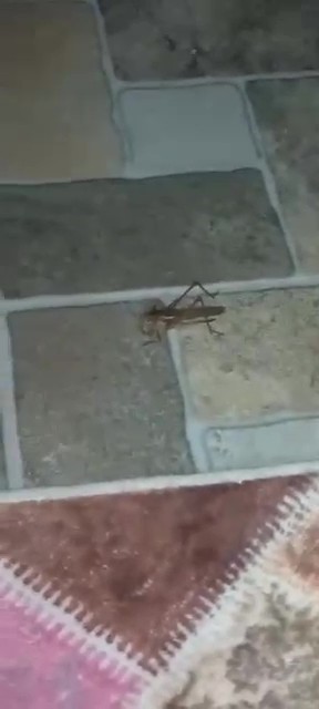Evleri saran çekirgelerle ilgili uzmandan önemli açıklama