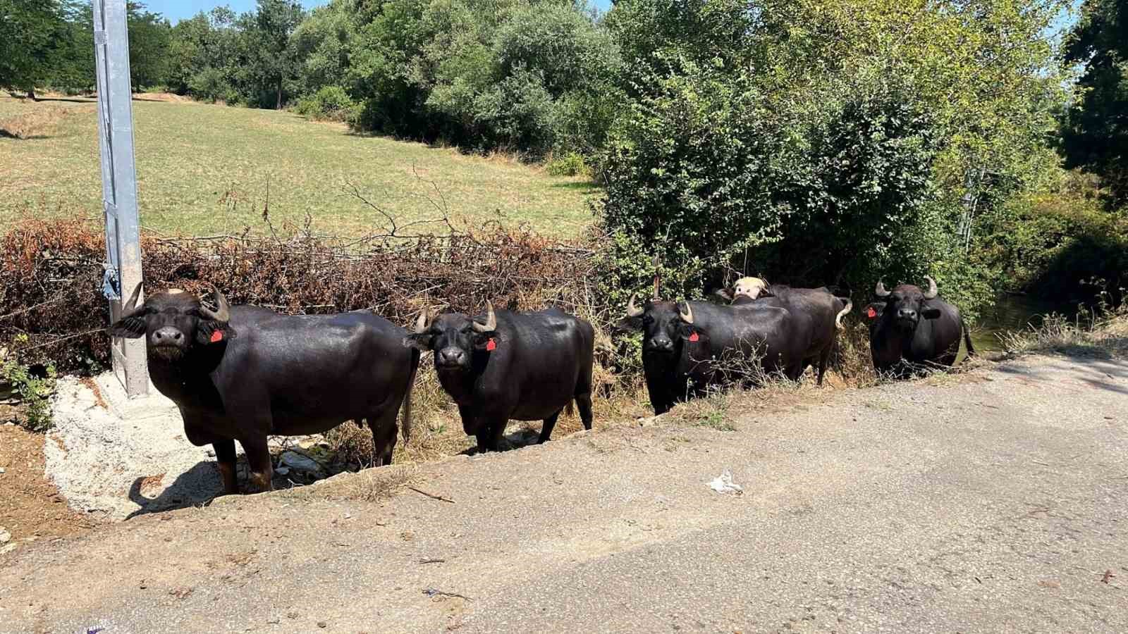 Süt kalitesi ve hayvan sağlığı güvence altında