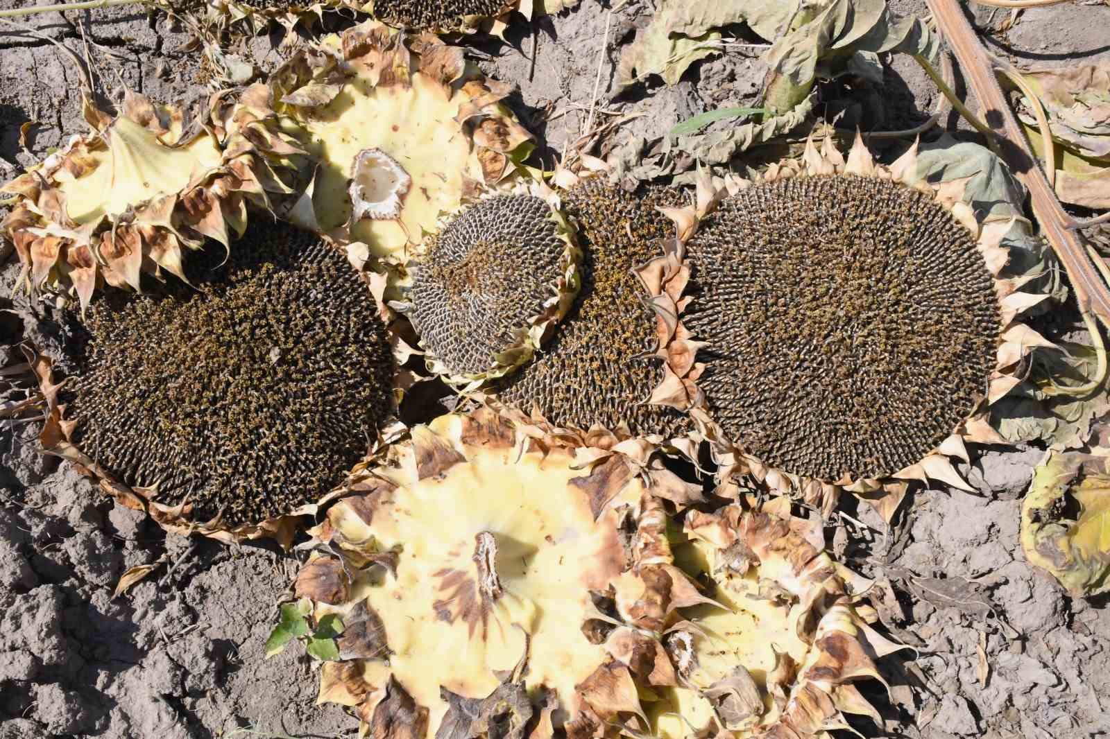 Çayırlı’da "doğanın sarı gelini" ayçiçeğinde hasat başladı