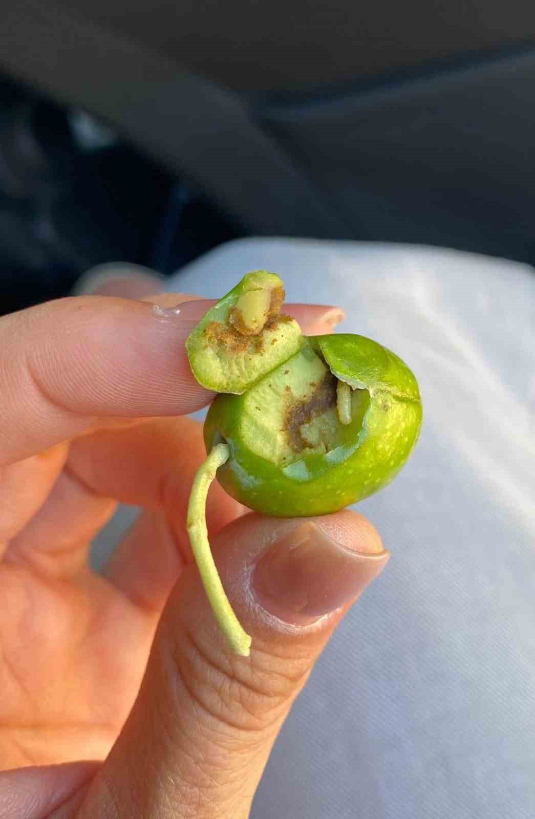 Didim&rsquo;de zeytin &uuml;reticilerine sinek uyarısı