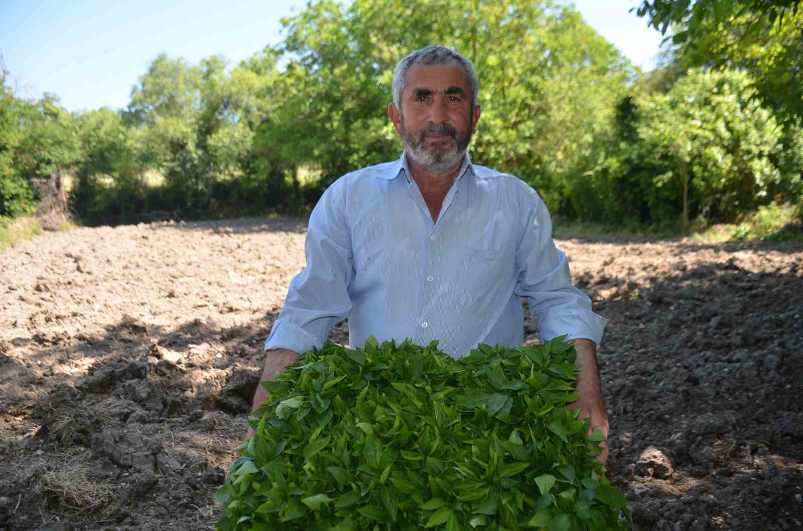 162 yıldır aynı "Ata Tohumu" ile ekiyorlar