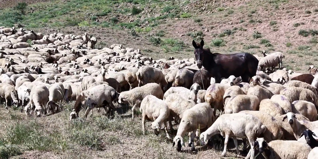 Tunceli&rsquo;de &uuml;reticiler hayvan başına yaklaşık 30 TL &ouml;deyerek yaylalardan faydalanabiliyor