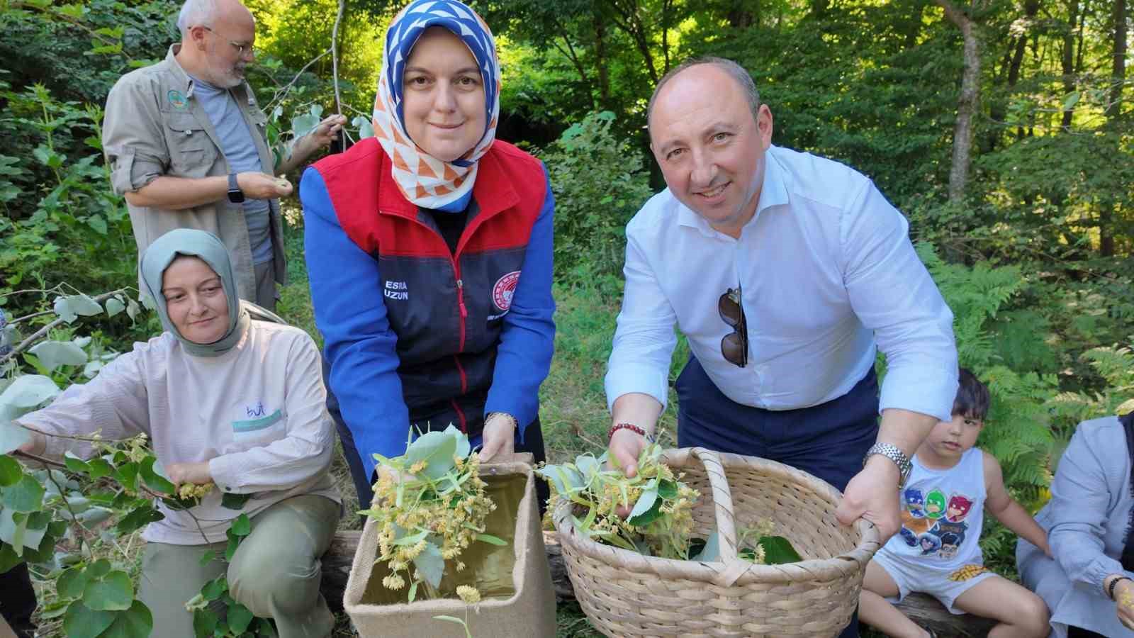 Düzce’de ıhlamur hasadı başladı