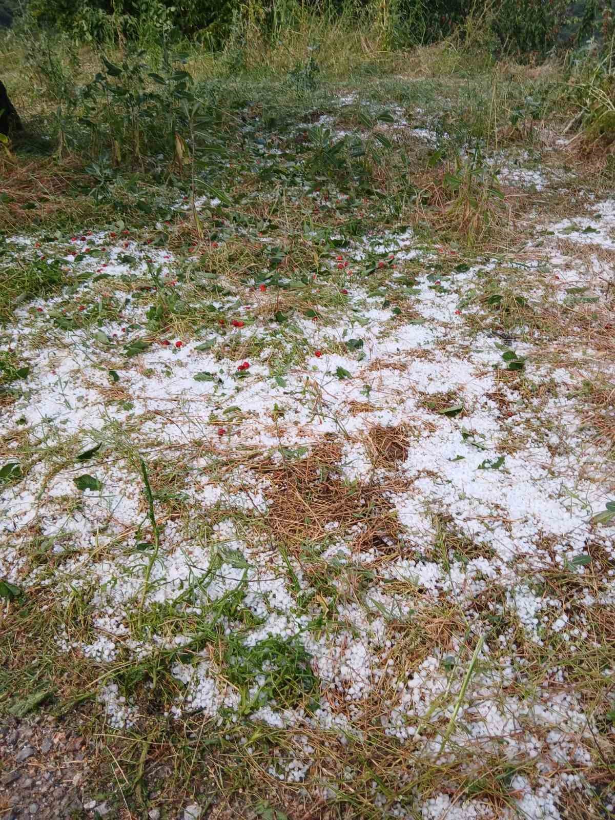 Aydın’da dolu etkili oldu, ağaçlar zarar gördü
