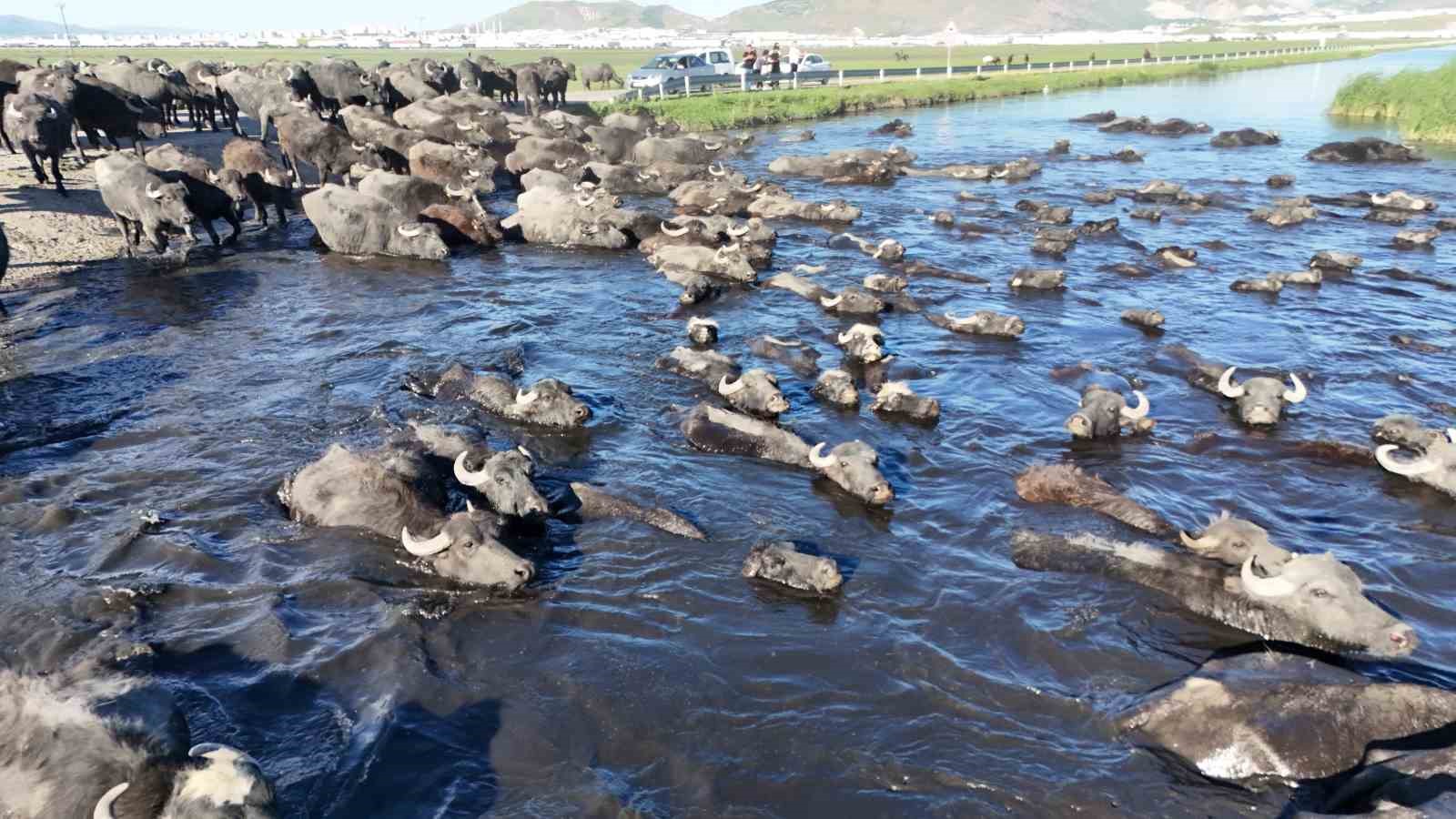 Erciyes’in eteklerinde manda safari