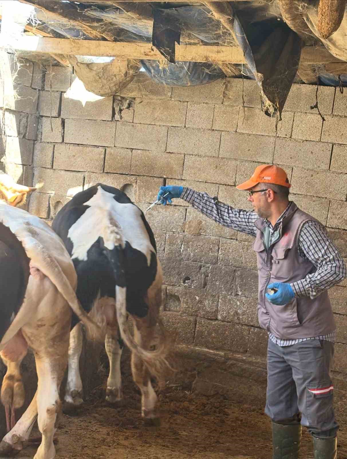 Niğde’de hayvanlara şap ve brusella aşısı yapıldı