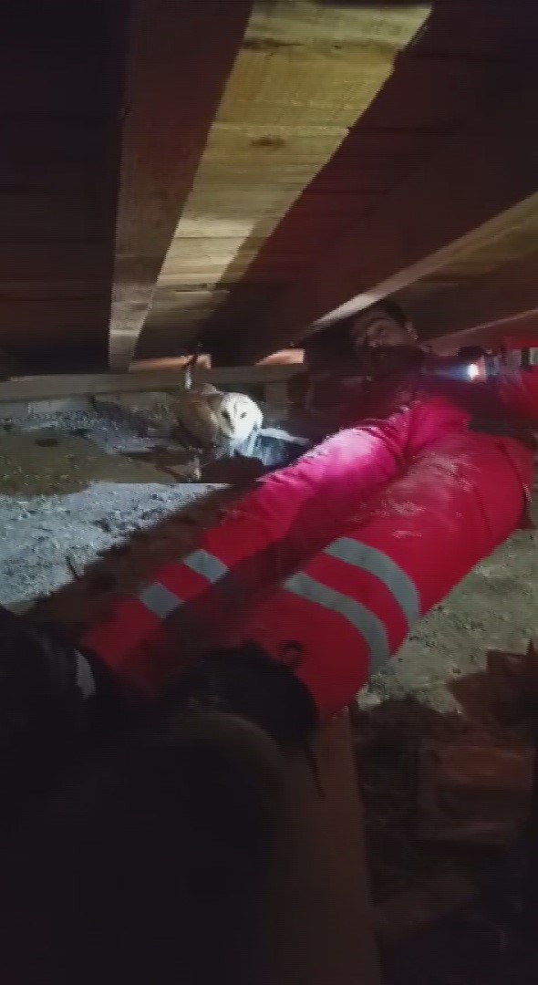 Telef olan eşinin başından ayrılmayan baykuş kurtarıldı